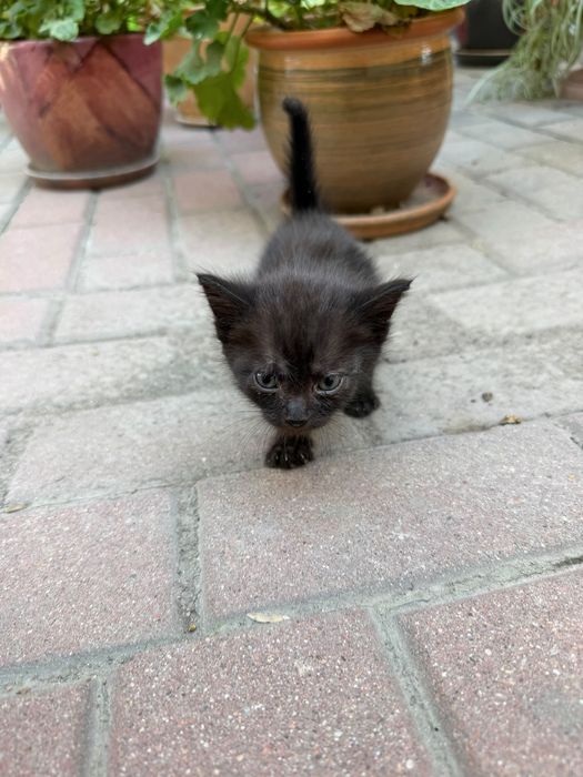 Кошки две девочки бесплатно