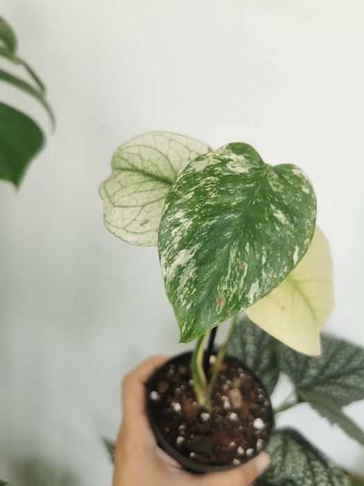 Monstera Deliciosa Mint variegata
