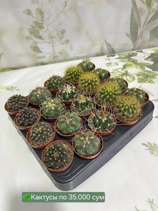 Фитонии и кактусы