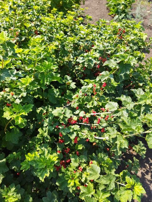 Продам дачу (район Кривоозёрки)