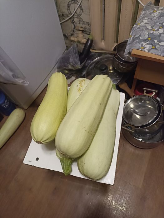 Продам кабачки домашние