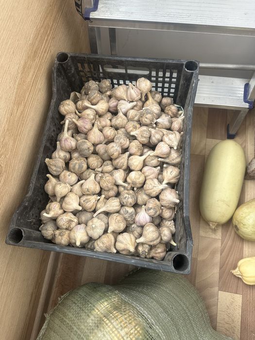 Продам чеснок домашний