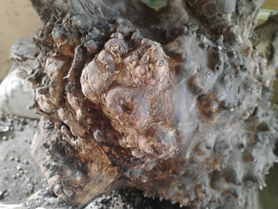 Дървен материал от орех