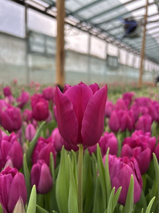 Тюльпаны оптом