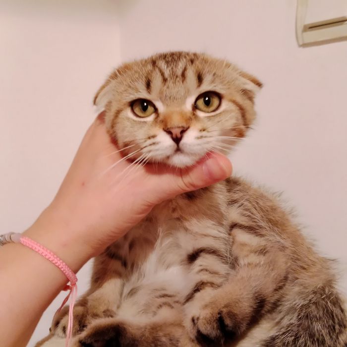 Скоттиш фолд чистокровная золотистая табби девочка очень умненькая