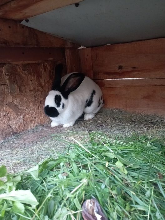 Vând urgent iepuri Fluture German