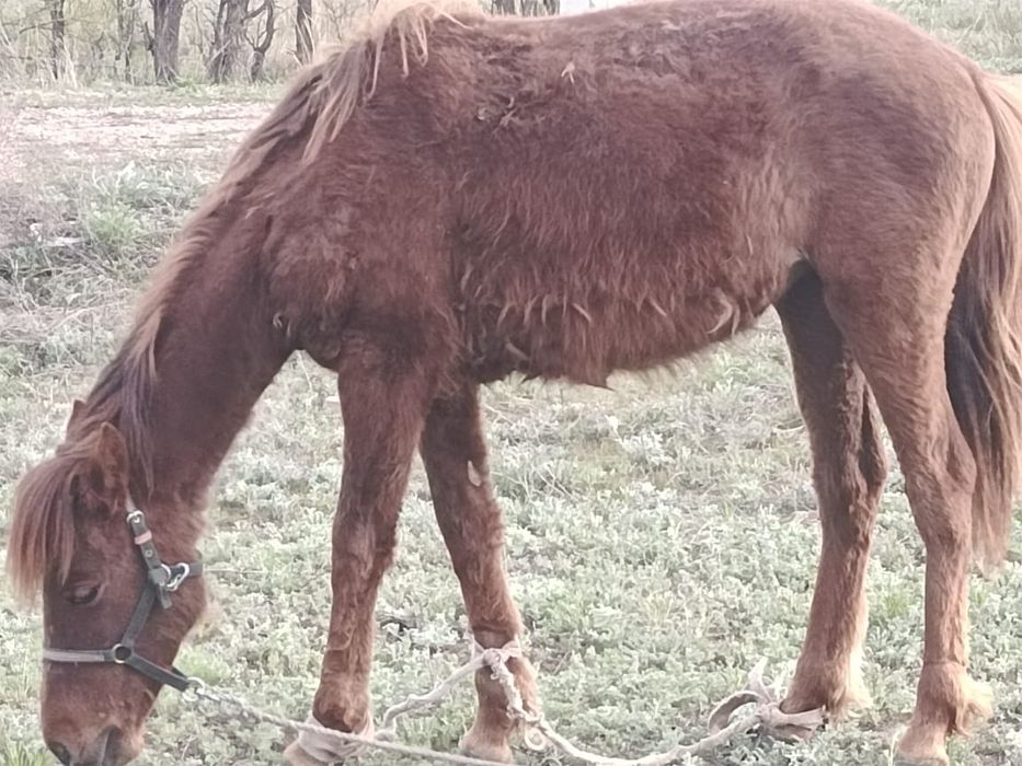 Ургашы тай бар сатылады