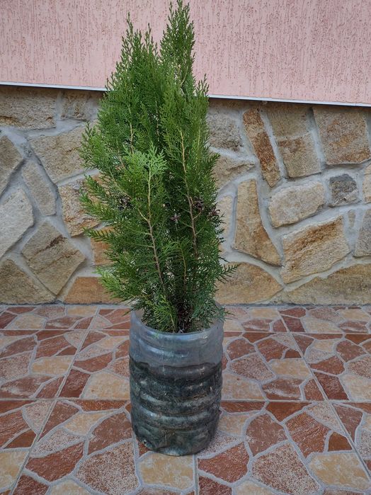 Източноевропейска Туя подходяща за огради Отстъпка