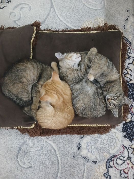 Vudmenning ajralishi