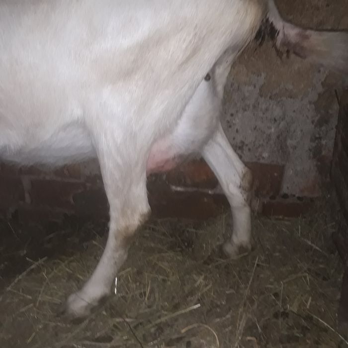 Vând  capră Sanen cu o ieduta