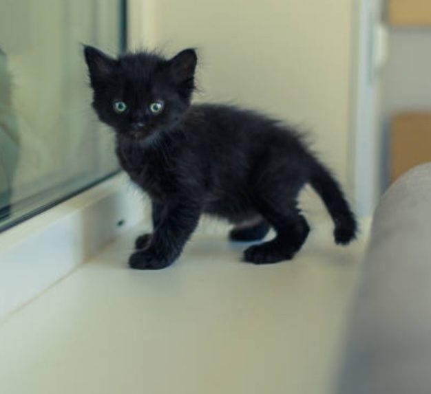 отдам черных котят в добрые руки