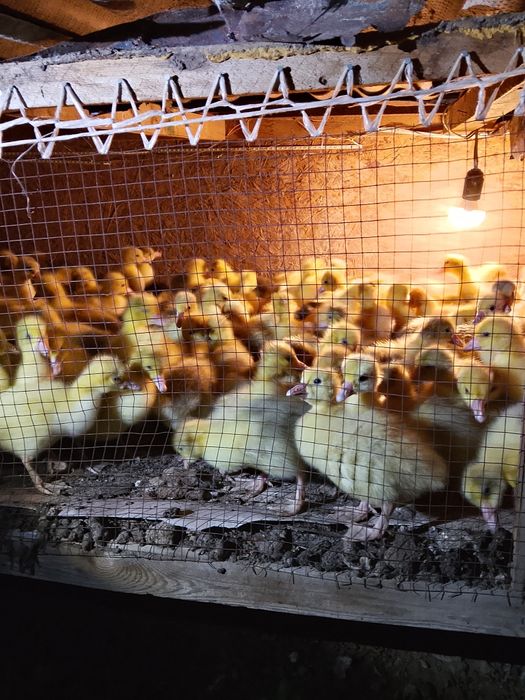 Продам.      Гусята