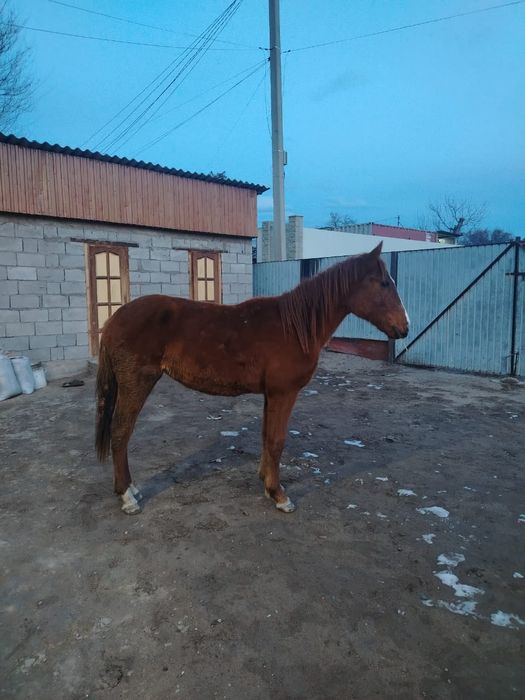 Ұрғашы тайлар сатылады