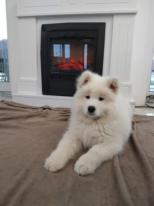 Samoyed fetita din parinti cu pedegree