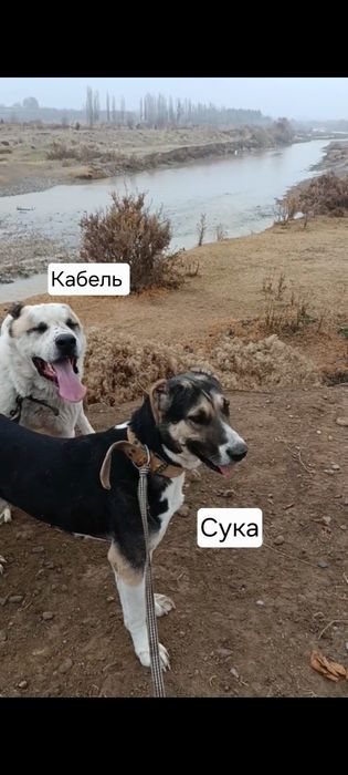 Продаются щенки среднеазиатской овчарки (алабая)