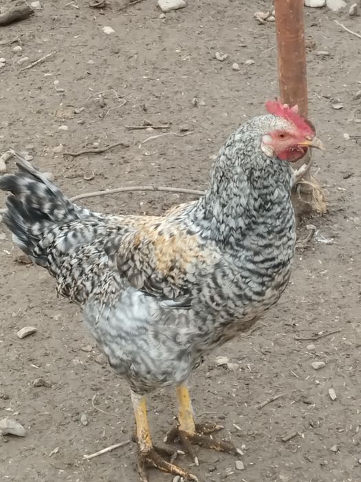 Петухи 100. 000 сум