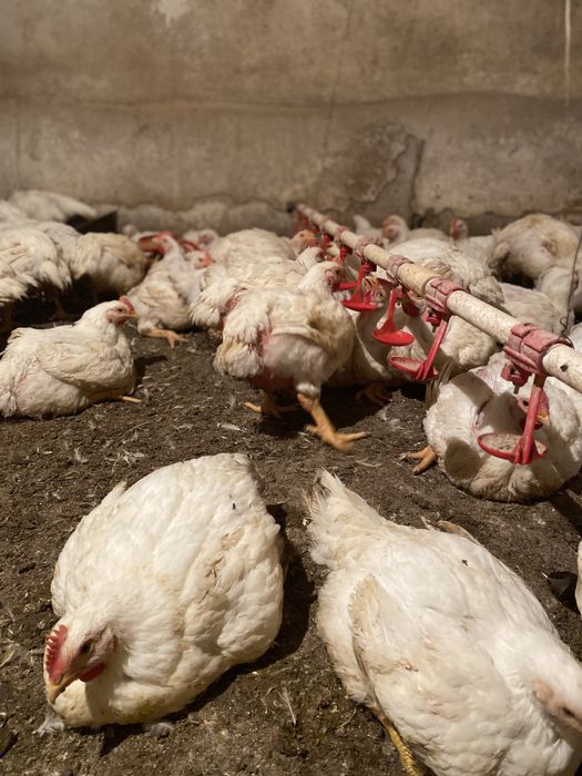 Бройлерные куры жолтые