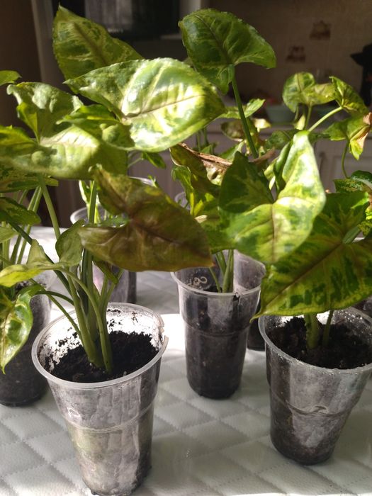 Продам цветы сингониум "Тиффани"