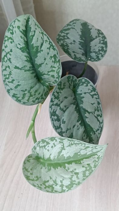 Сциндапсус  Энджой, Треби