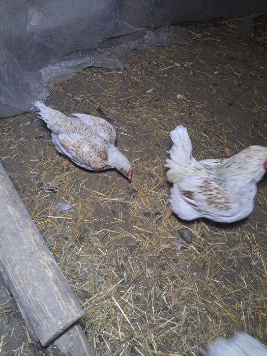 Oua  de gaina combatant indian