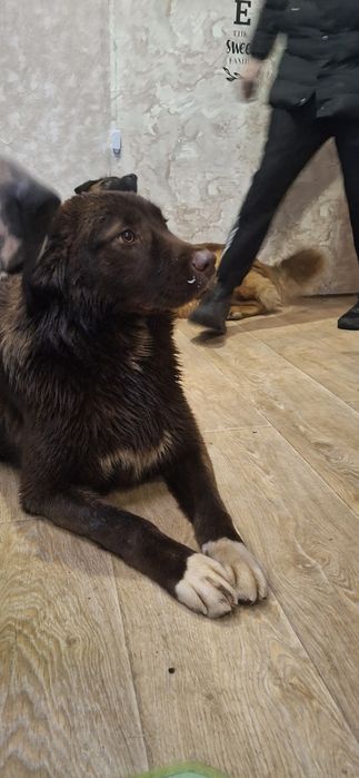 Каракачански кучета (мъжко и женско) на 12м.