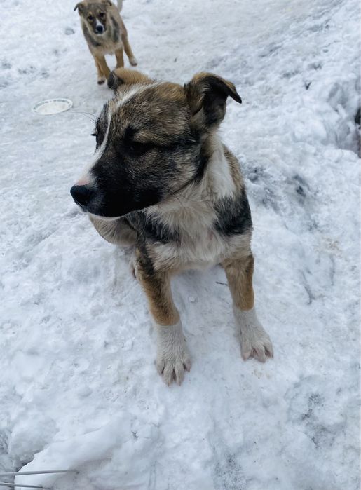 Трехмесячные домашние щенки