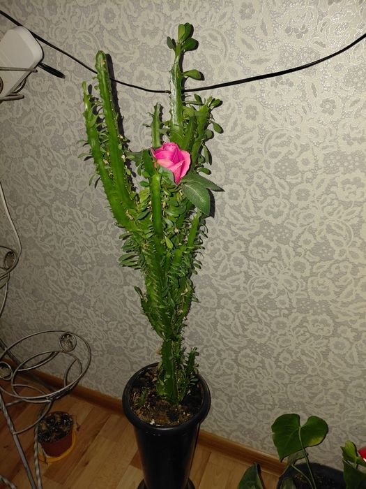 Комнатные цветы разные