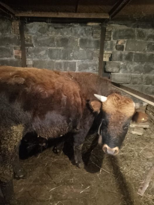 Продам быка крупного 1.9месецев