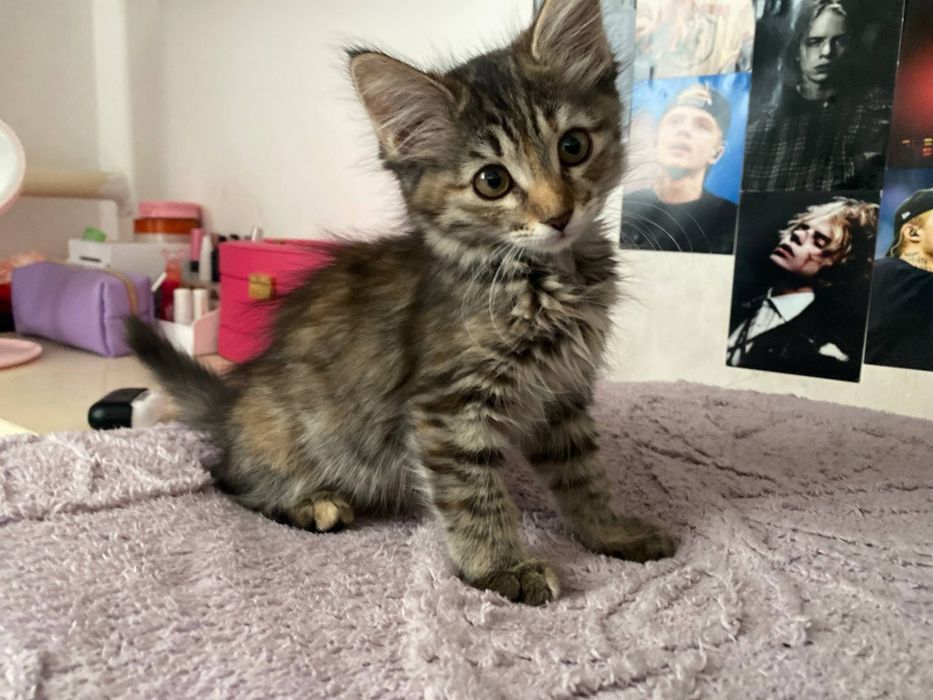 отдадим котят в добрые руки,  с доставкой, девочки