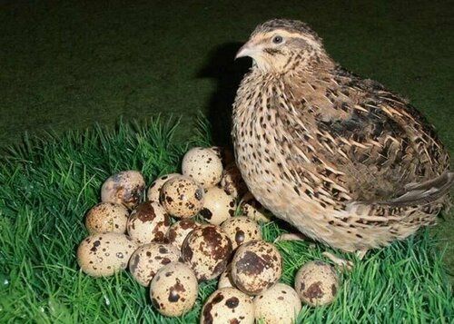 Перепелиные яйца