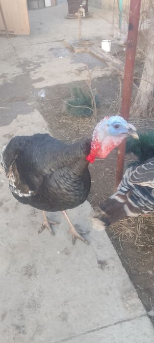 20000индюк на племя самец 8.9месецев продам с.Ровное обмен не интерес