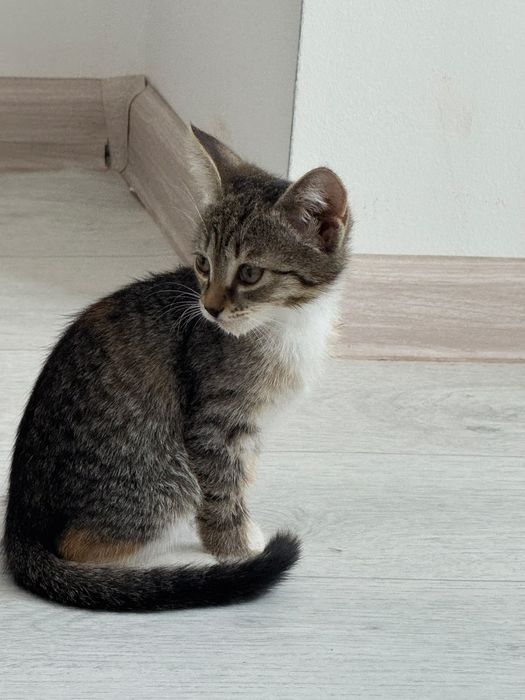 Отдадим в добрые руки котят