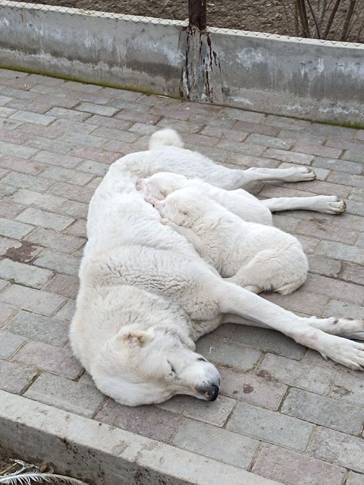 Продам щенков САО алабай