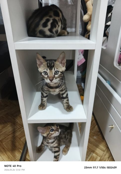 Продаются Бенгалы 2 девочки 4 мальчика