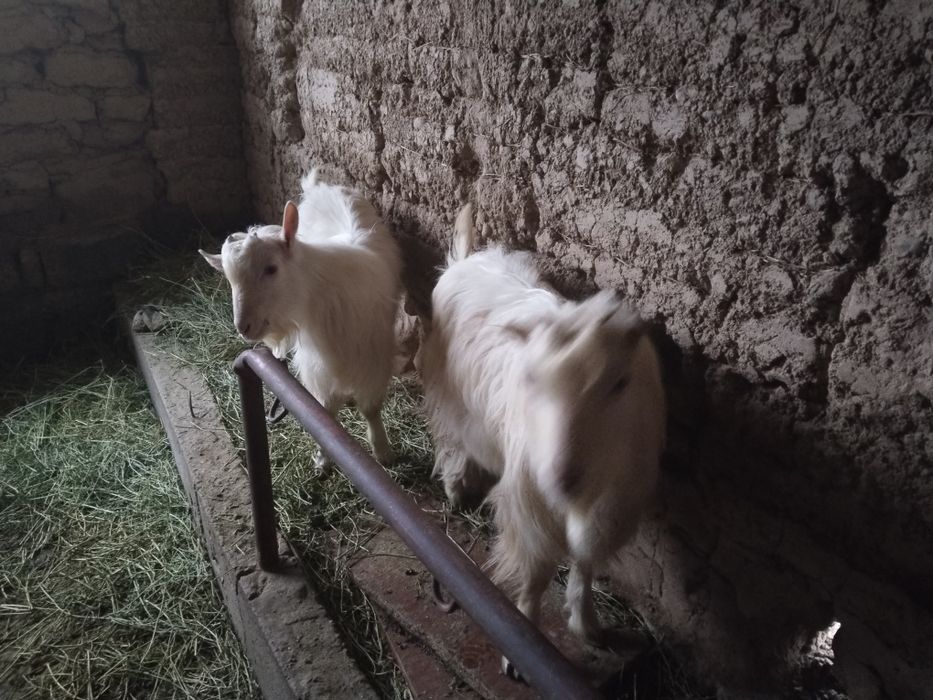 Текелер  (козлы)