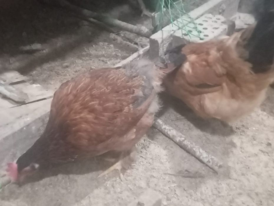 Продам домашних курей гусей и уток