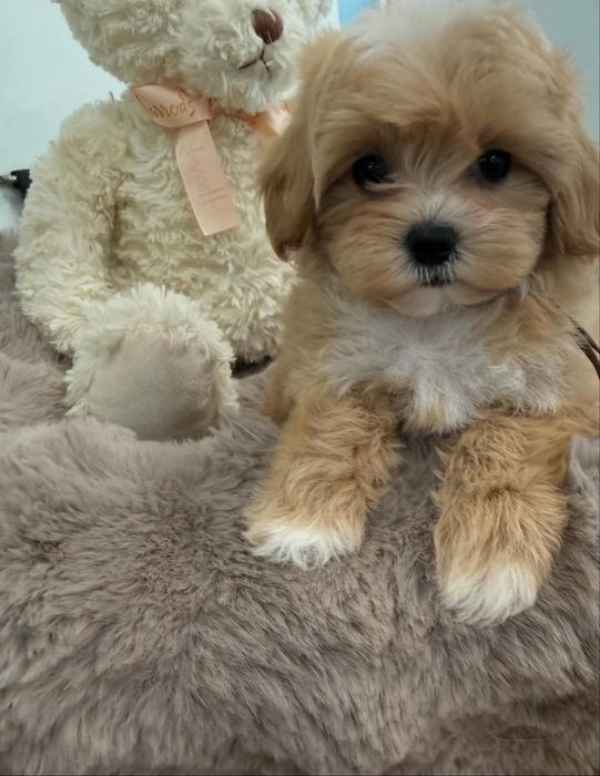 Maltipoo 1400 lei