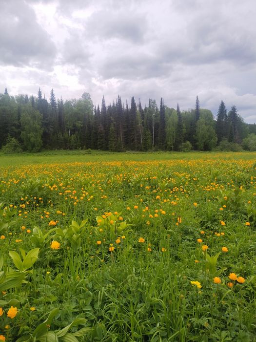 Земельный участок