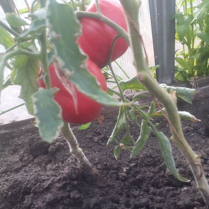 Продам домашние помидоры сорт  Бычье сердце