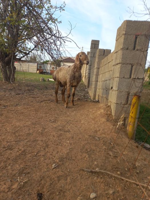 Қошқар сатыладыы Арашан