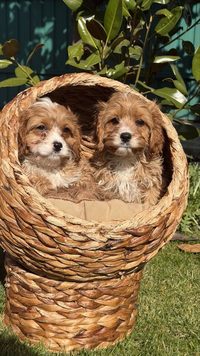 Cavapoo toy de vanzare