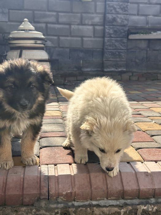 Щенки отдам в добрые руки