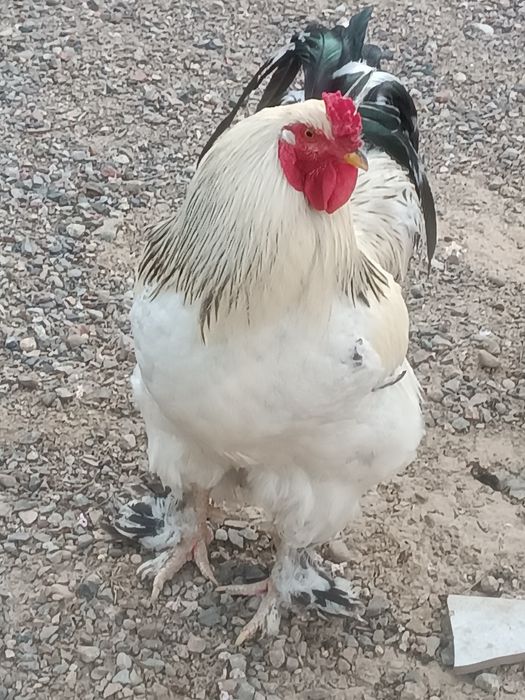 Сотилади Хуроз брама