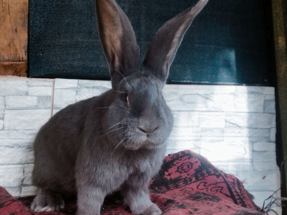 Зайци сини и черни немски гиганти,както и кочовати зайци.