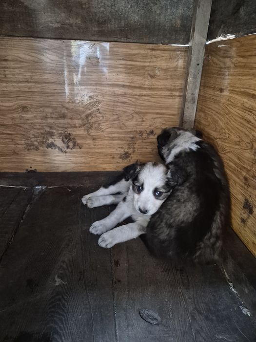 Щенки Даром сторожевой собаки