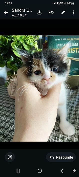 Ofer spre adoptie