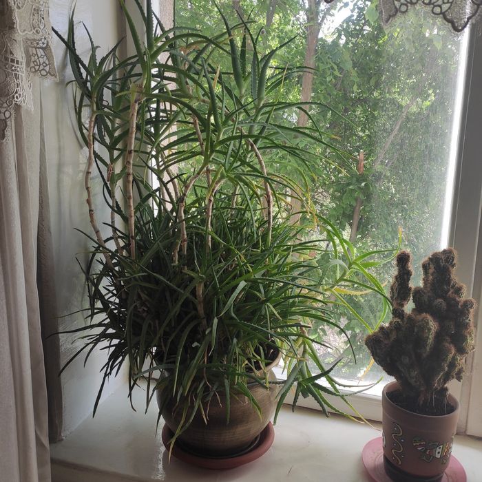 сансевьера кактусы   алоэ