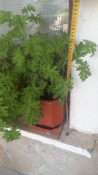 Голямо индрише в саксия