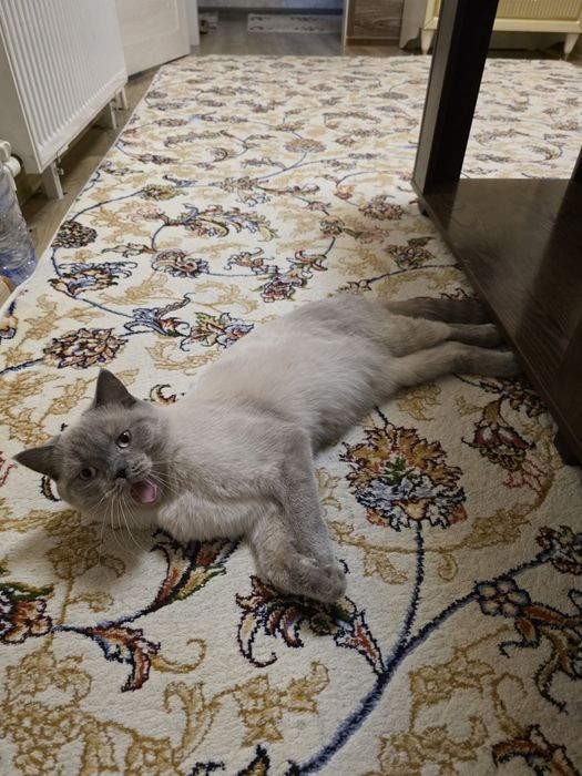 Zoddor mushuk sotiladi