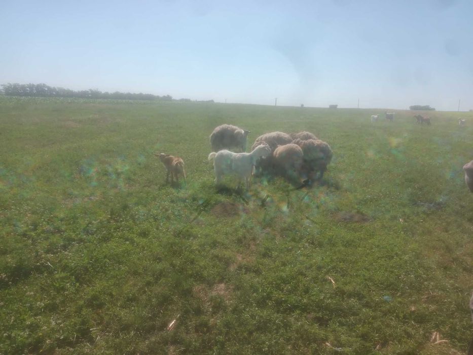Vând  4 oi, 5 capre, 1 berbec și 5 iezi pret avantajos